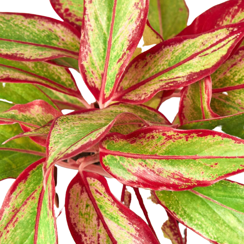 Chinese Evergreen