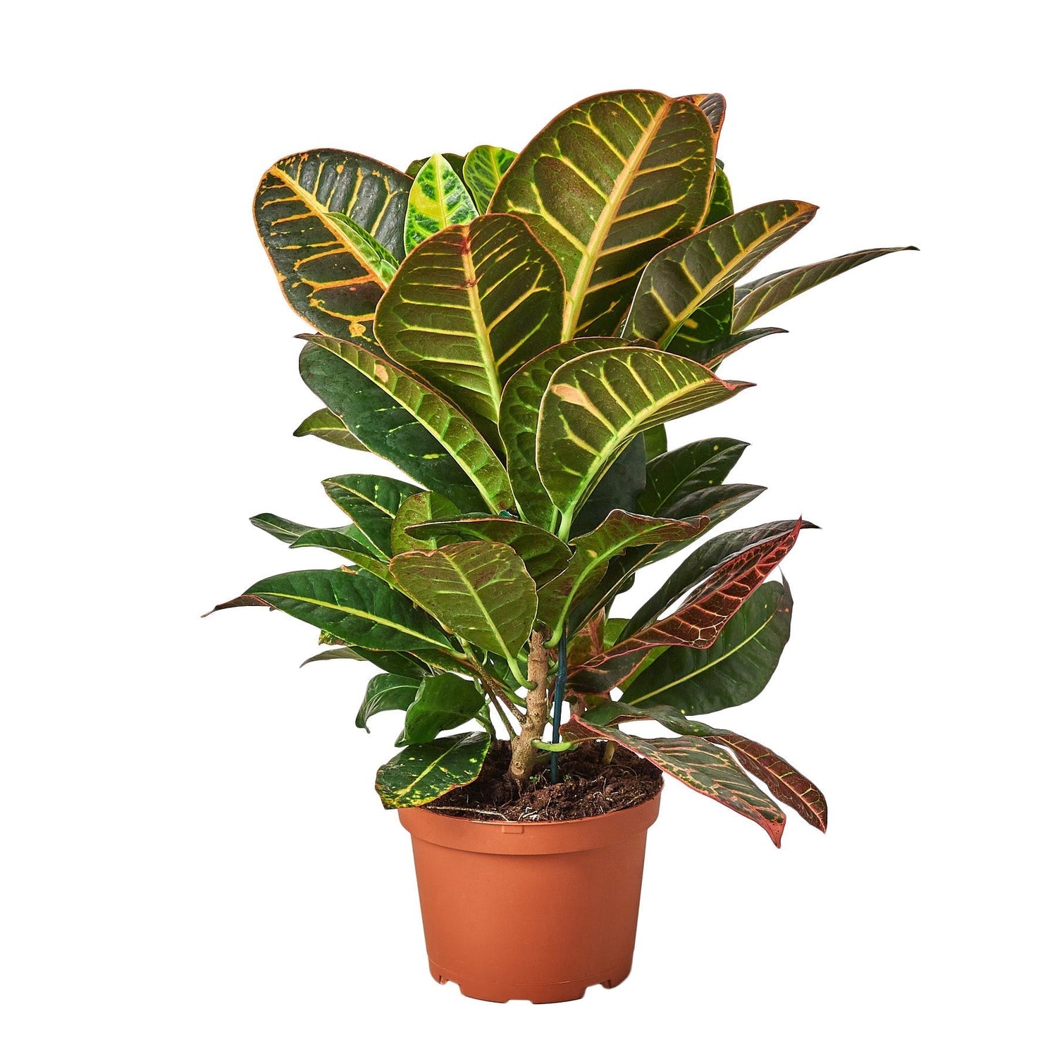 Croton