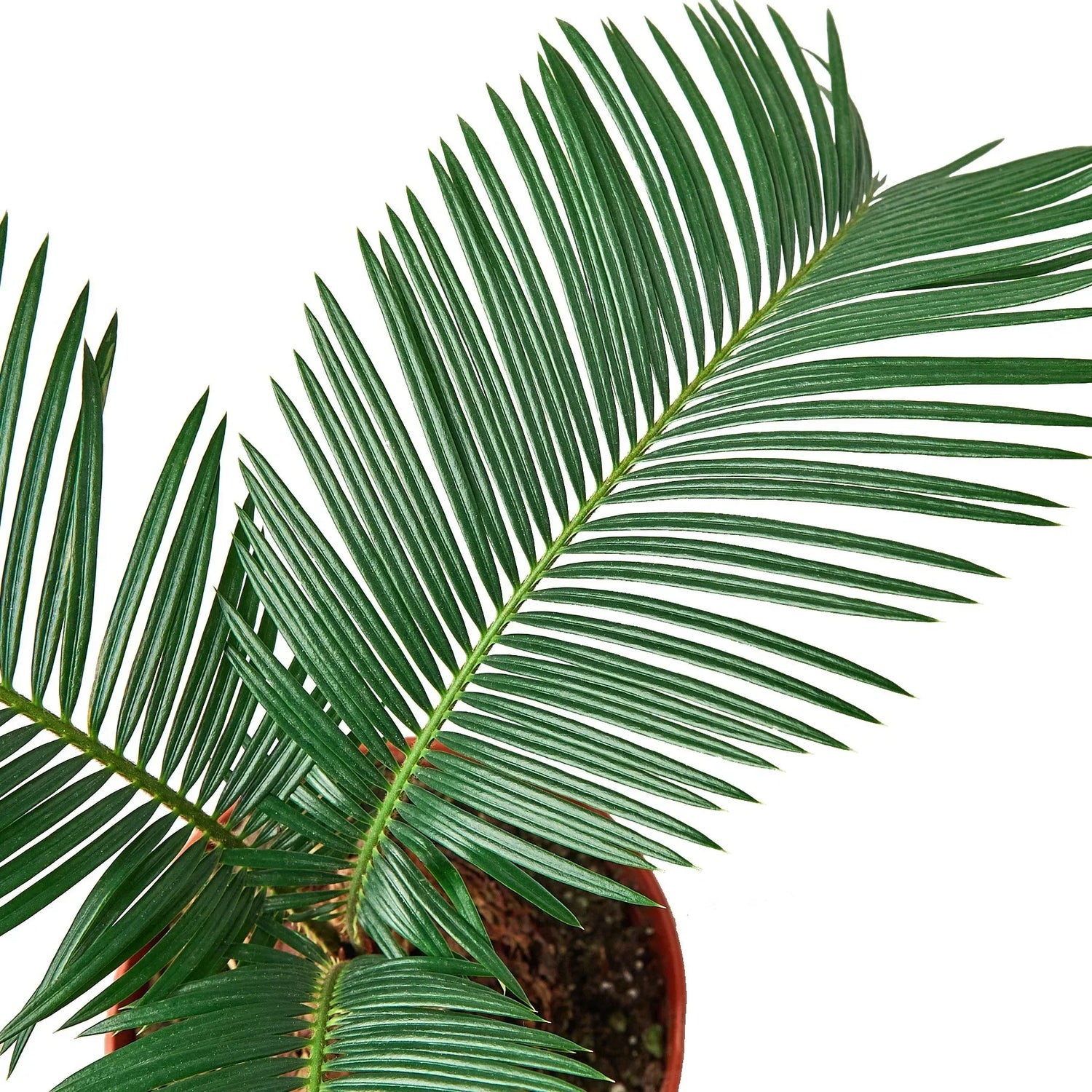 Palms