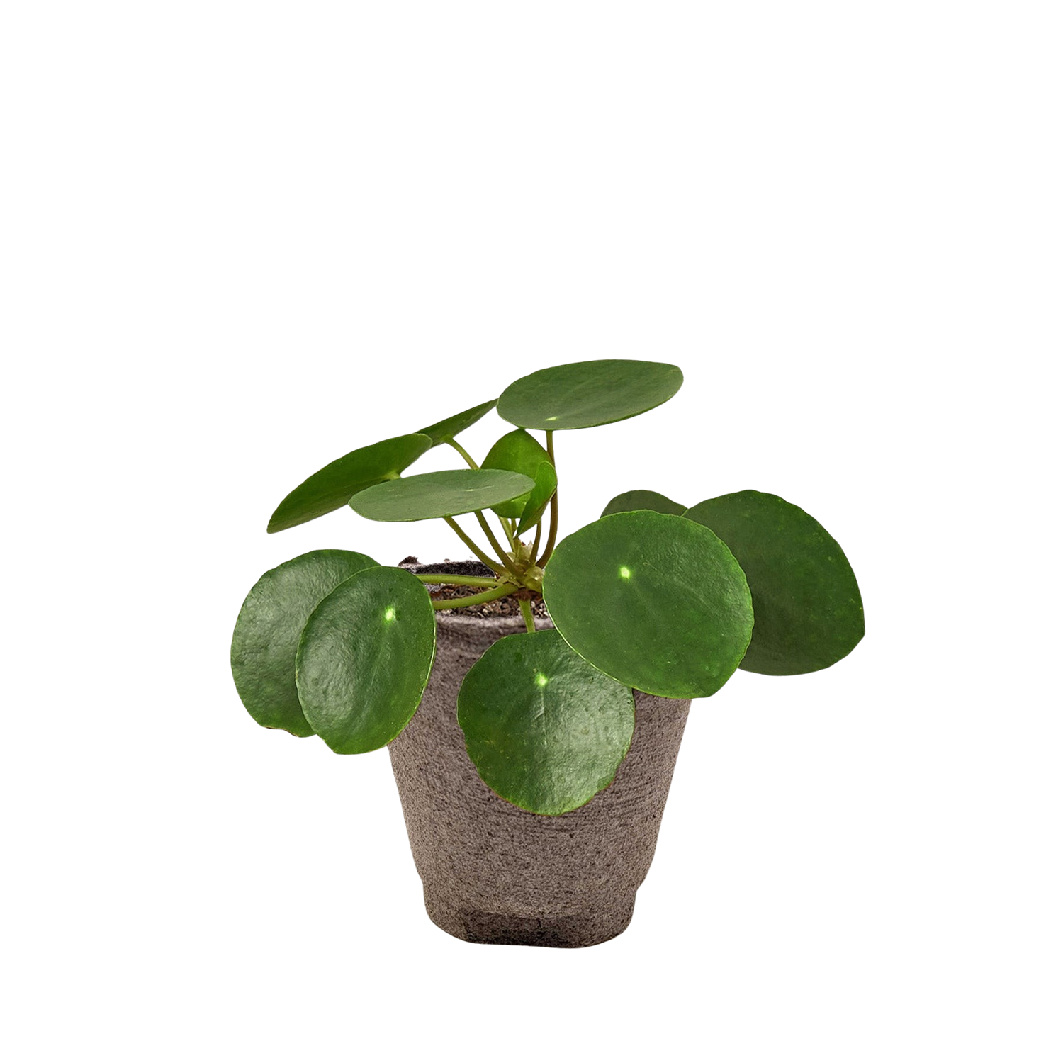 Pilea Peperomioides – Chinese Money Plant