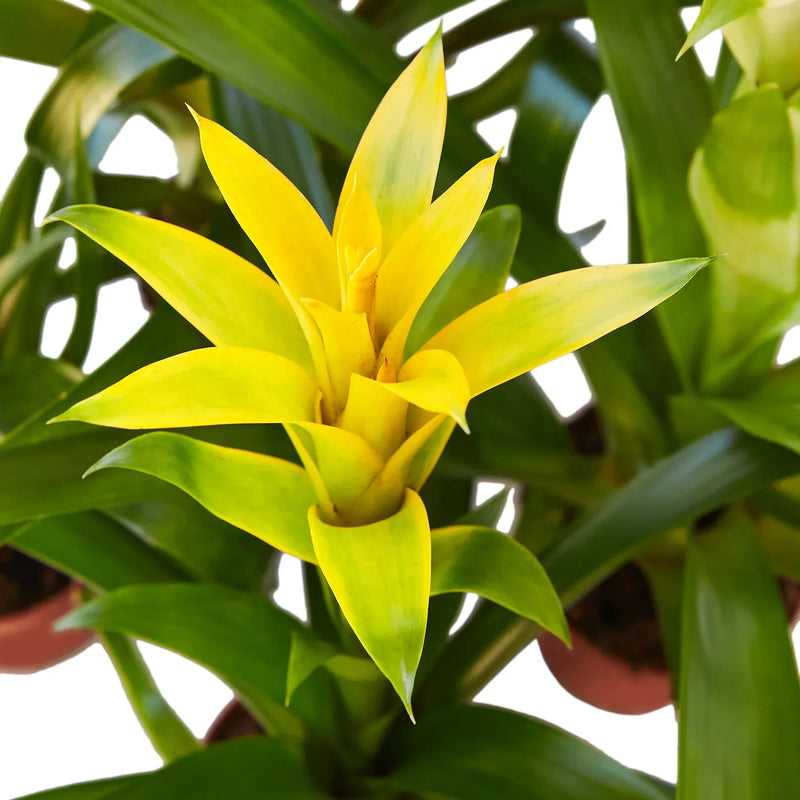 Bromeliads