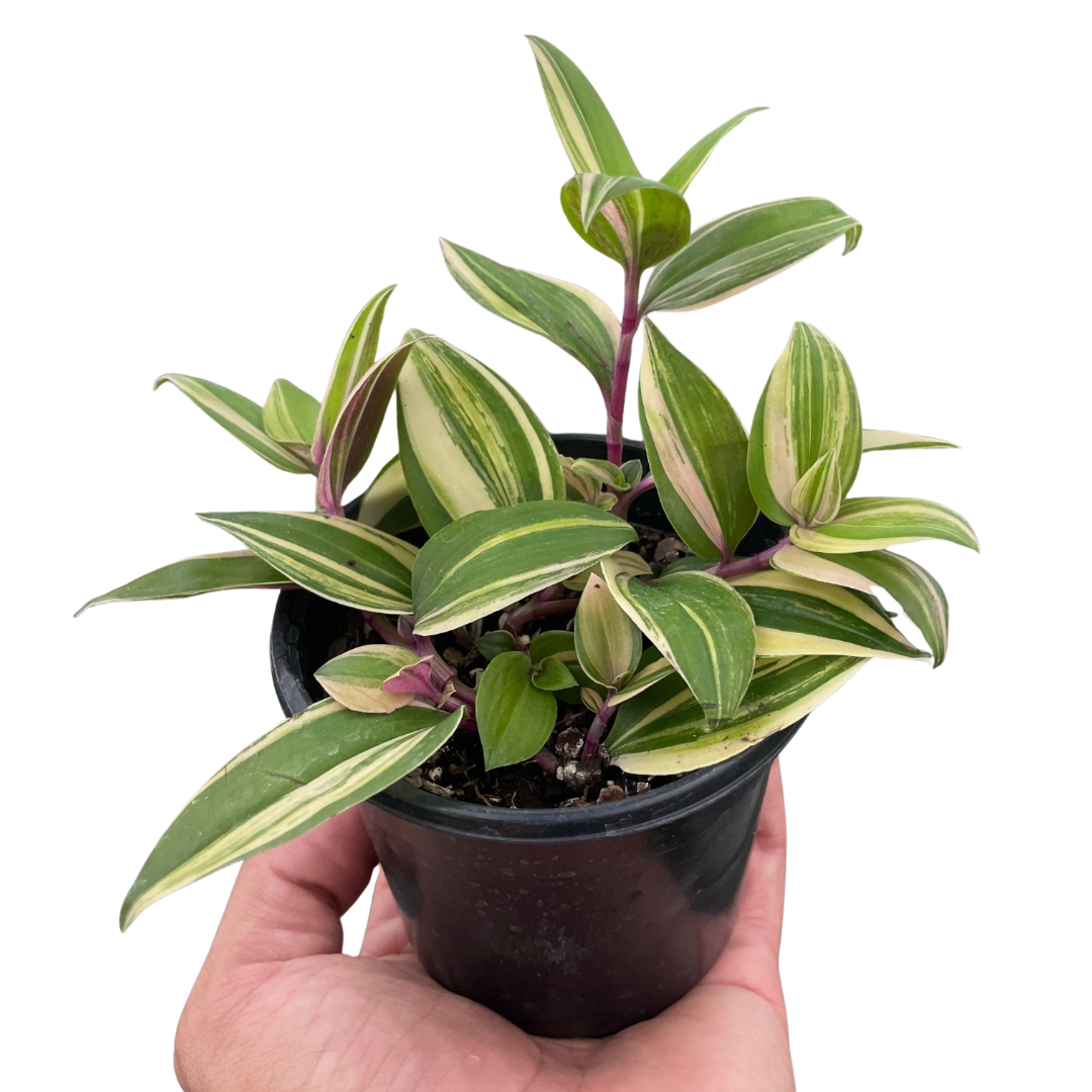 Tradescantia (Wandering Jew)