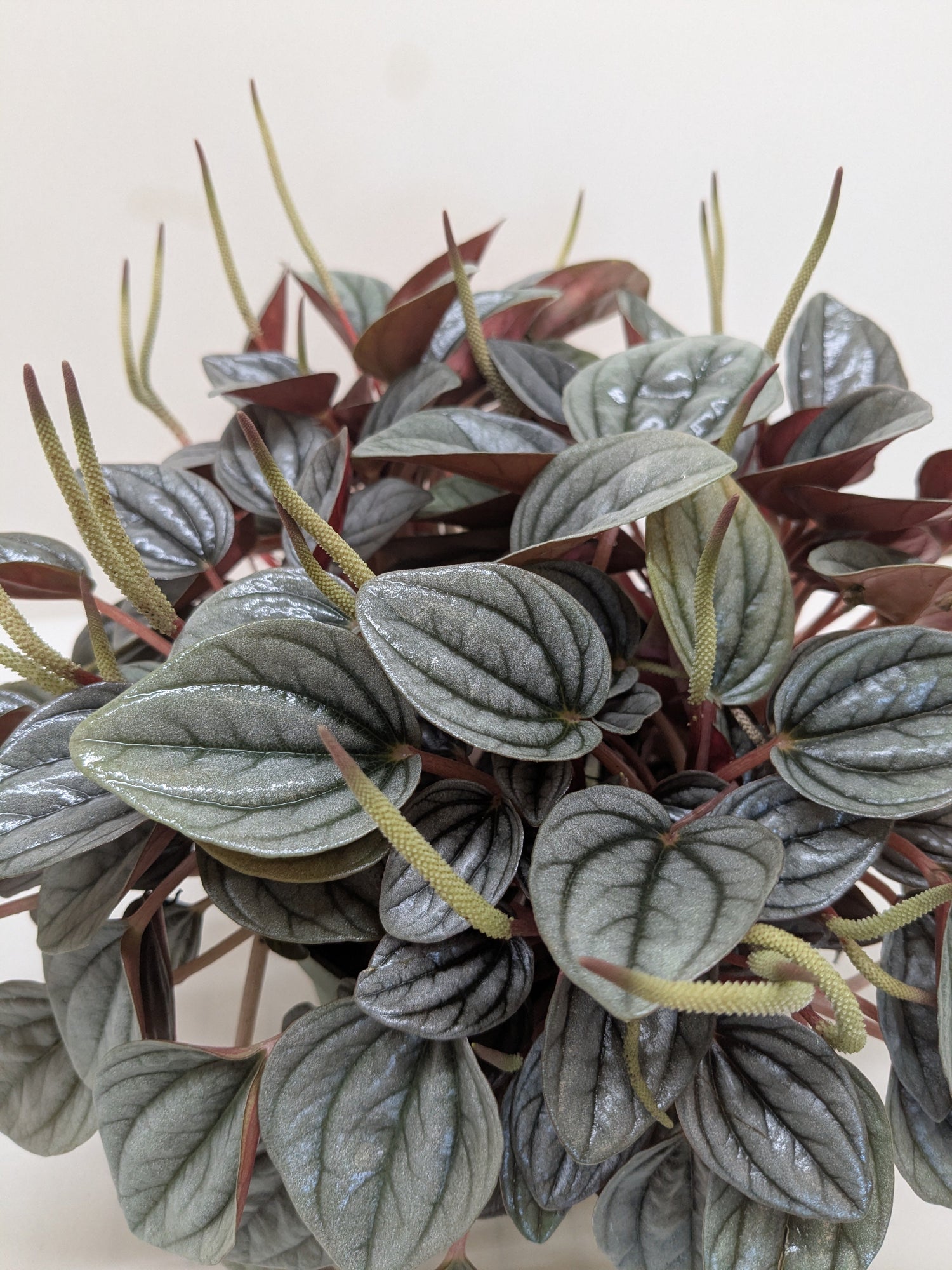 Peperomia