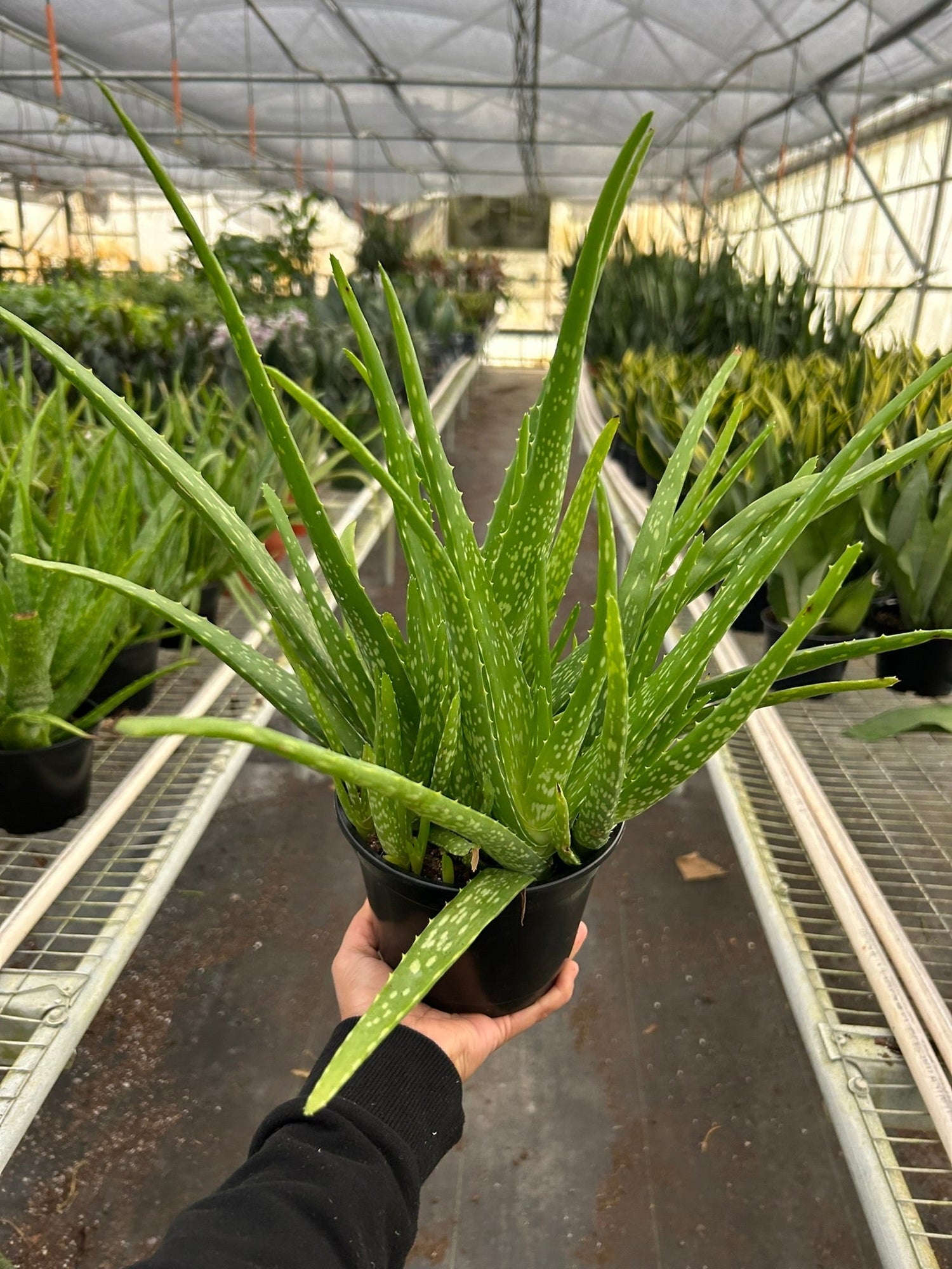 Aloe & Succulents & Cactus