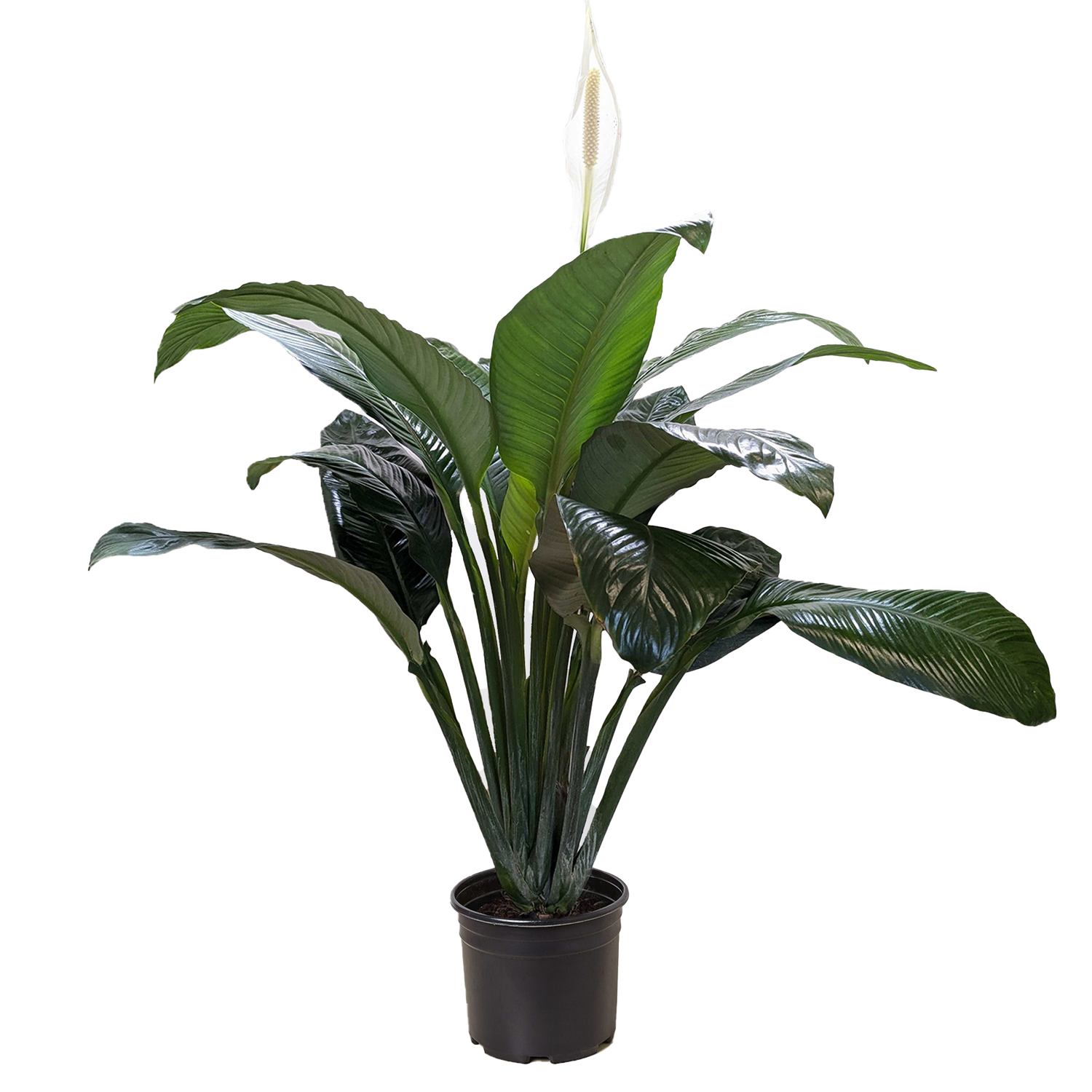 Lilies and Peace Lilly