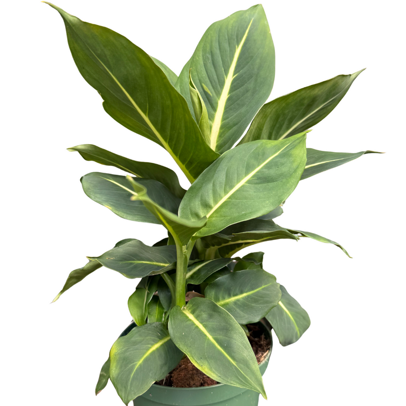 Dieffenbachia