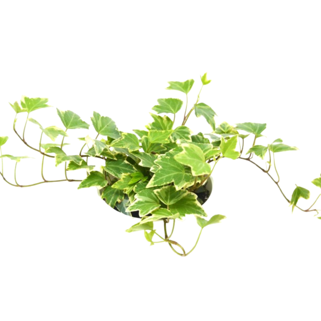 English Ivy
