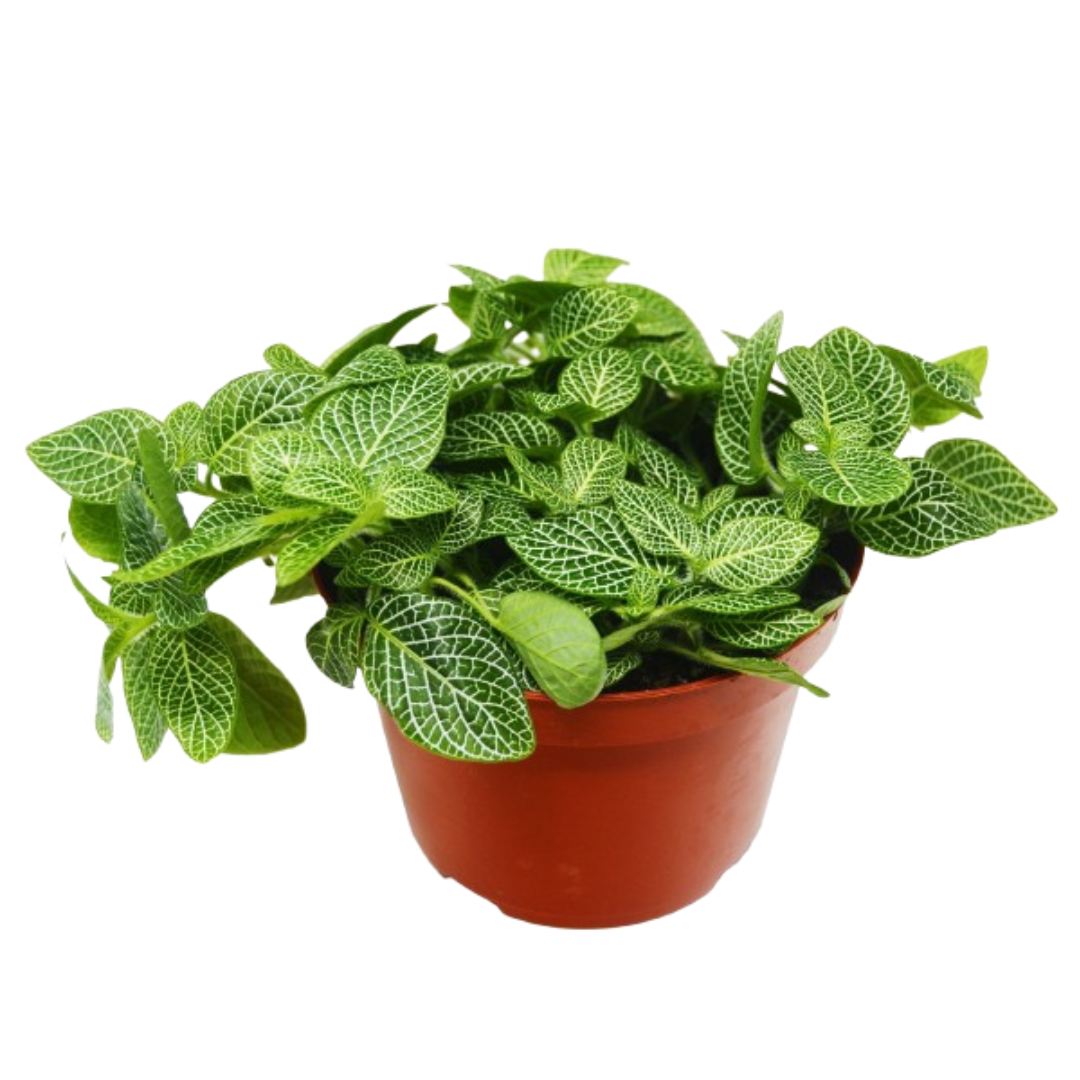 Nerve Plants