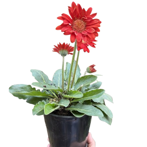 red daisy in black nursery pot izzys tropicals and plant shop