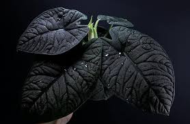 Alocasia Plants & Jewel Varieties