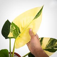 Philodendron Collection