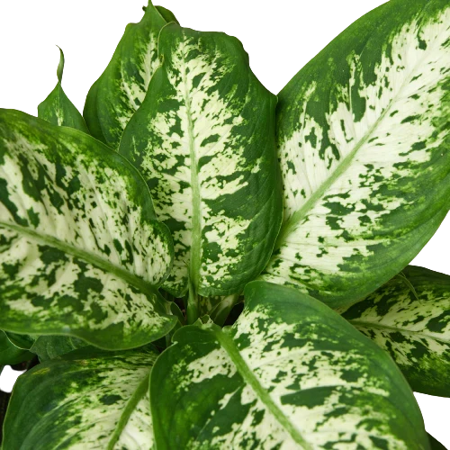 Dieffenbachia Plants — Buy Dumb Cane Online