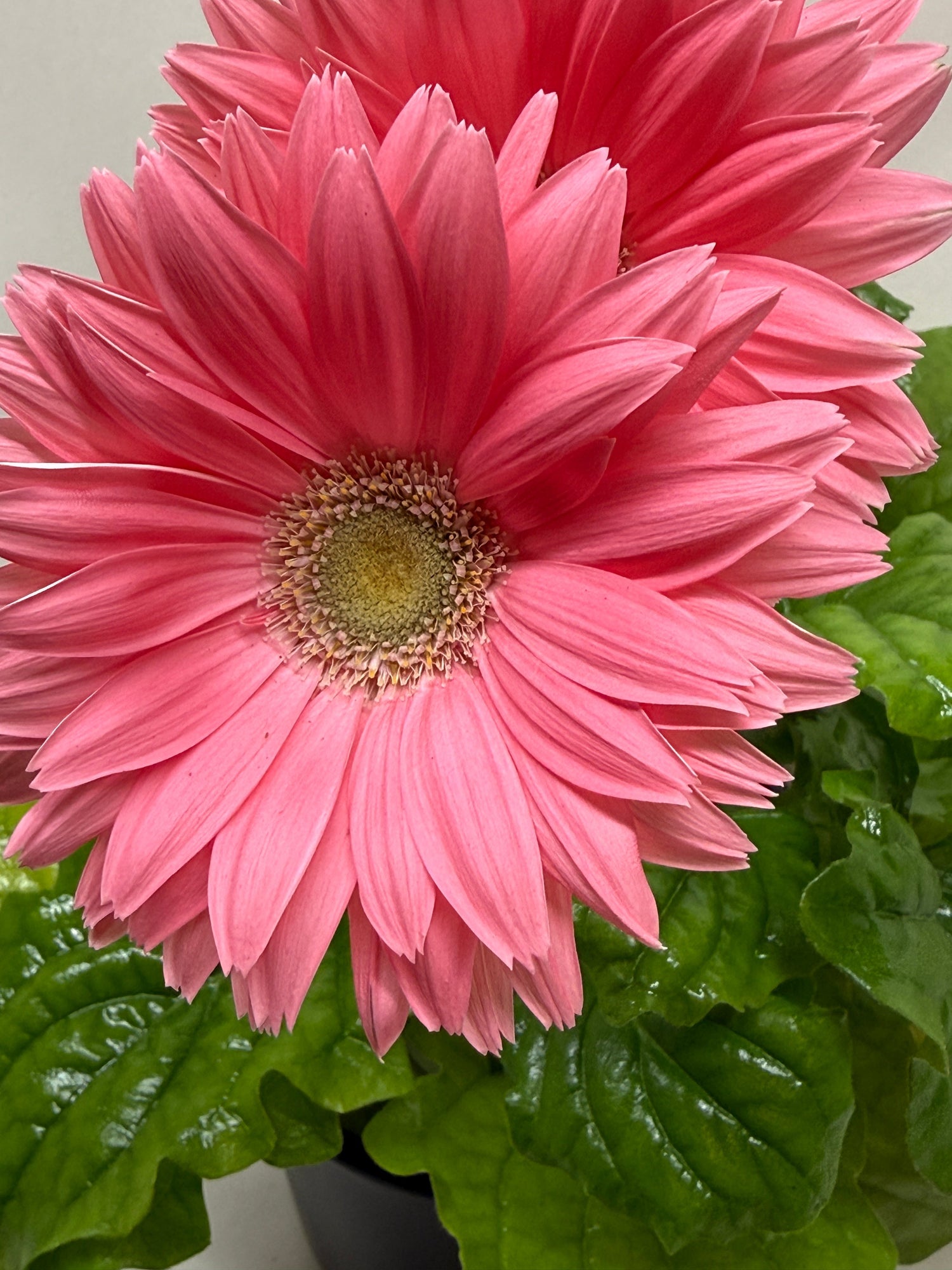red daisy in black nursery pot izzys tropicals and plant shop