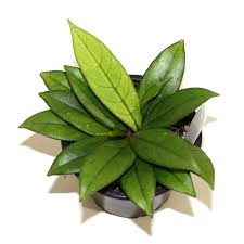 hoya Plants