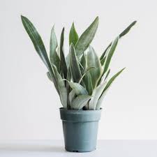 Sansevieria |Snake Plant