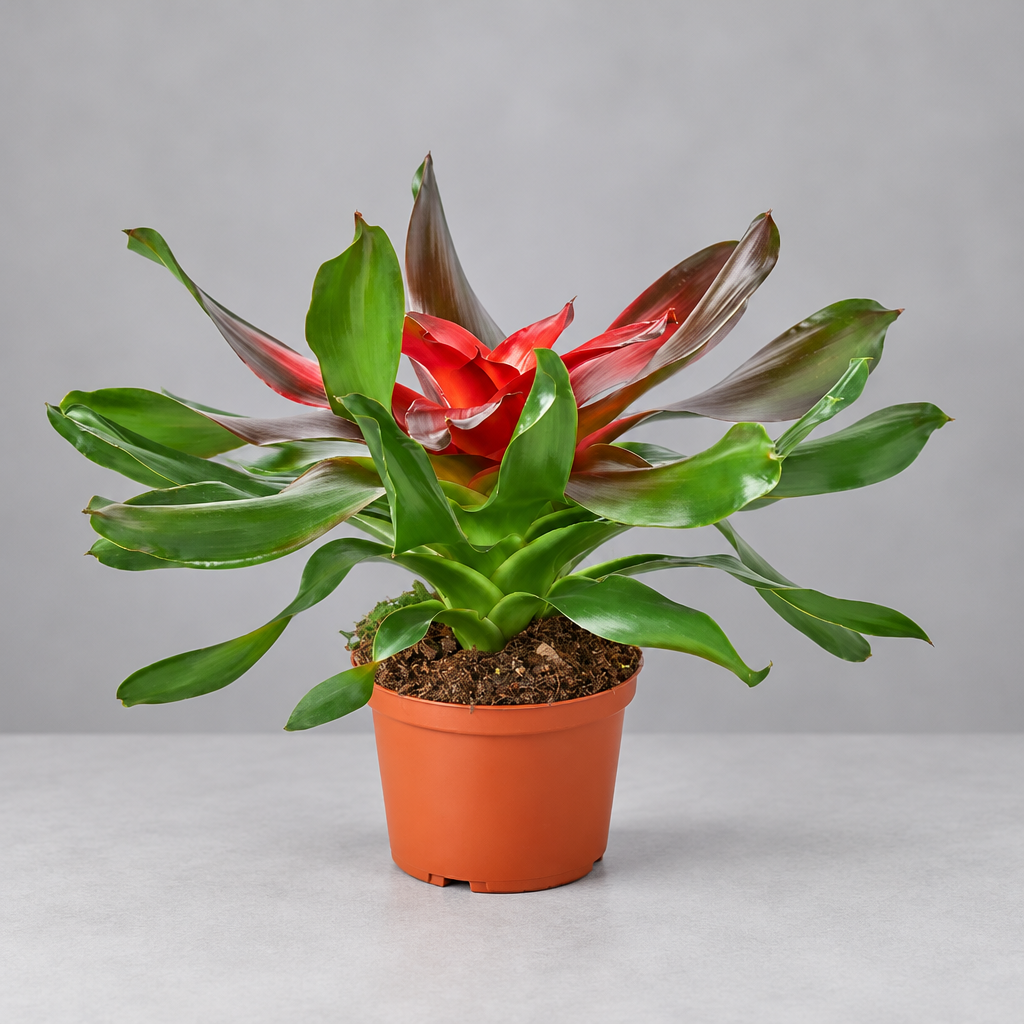 Potted bromeliad ‘Medusa’ plant with red and green leaves on a grey background.