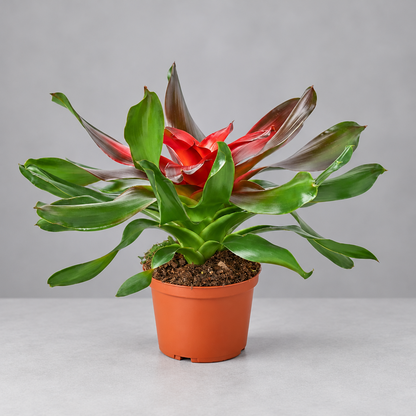 Potted bromeliad ‘Medusa’ plant with red and green leaves on a grey background.