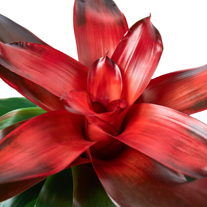 Close-up of a vibrant red bromeliad ‘Medusa’  plant with a white background