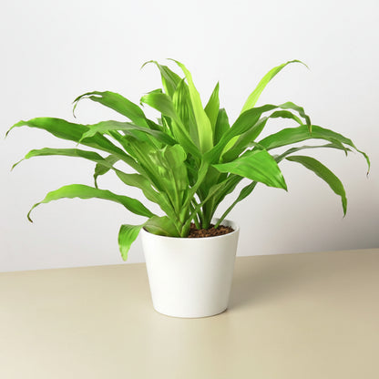 plant with large green leaves in a white pot on a solid surface white background