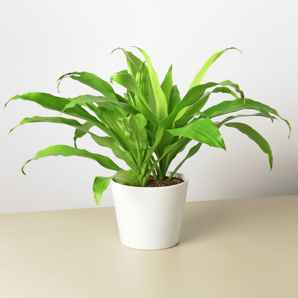 plant with large green leaves in a white pot on a solid surface white background