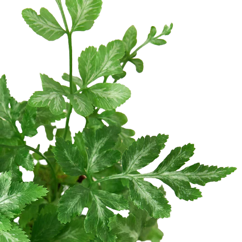 Close-up of green leaves on a white background