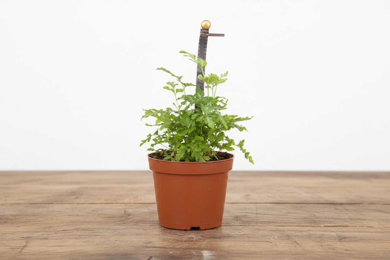 Hand holding a small potted plant on a white background
