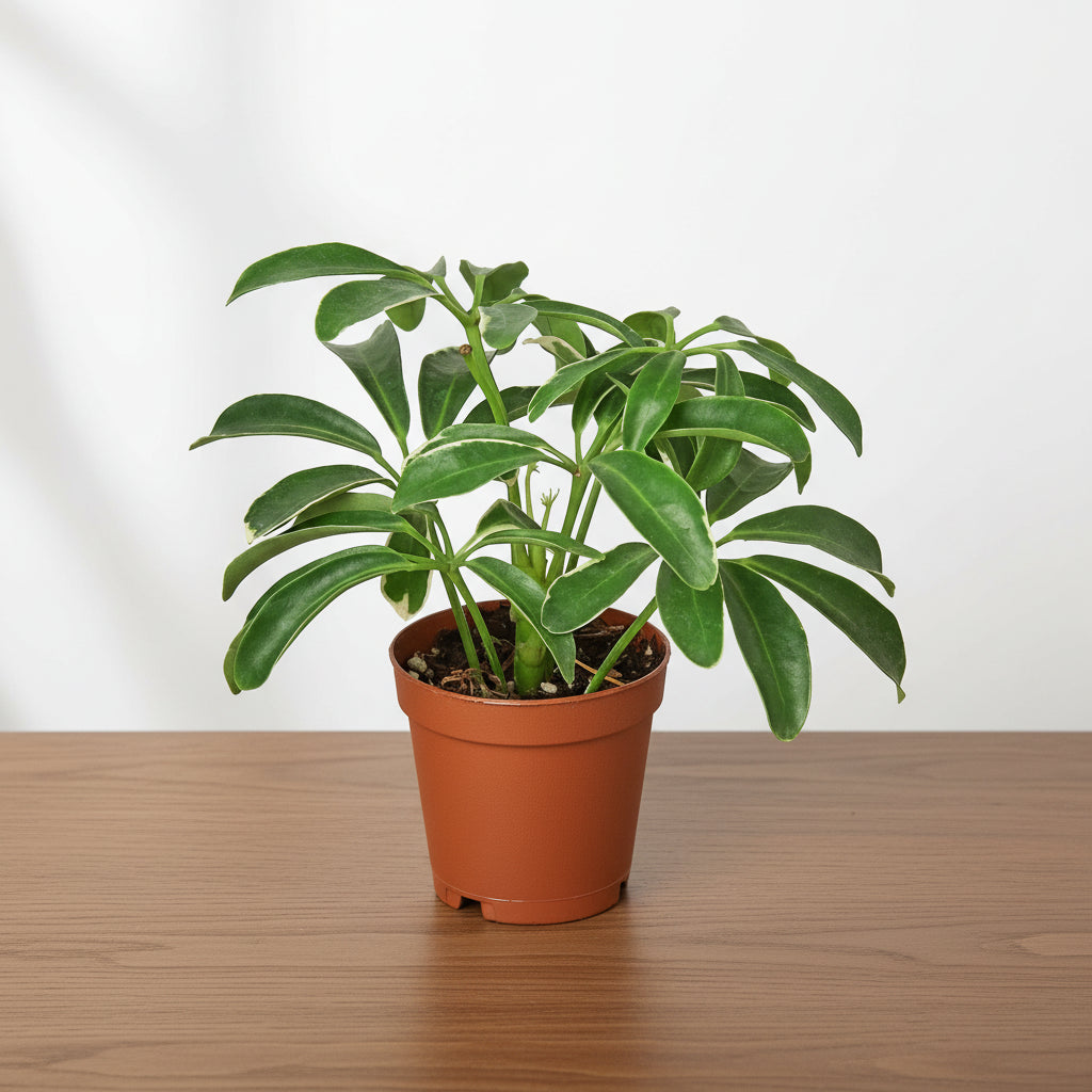 Potted plant with green leaves on a white background