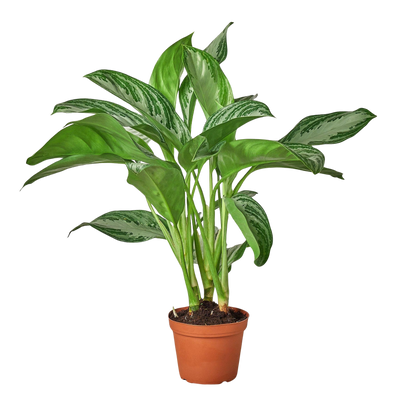 Chinese Evergreen 'Silver Bay'