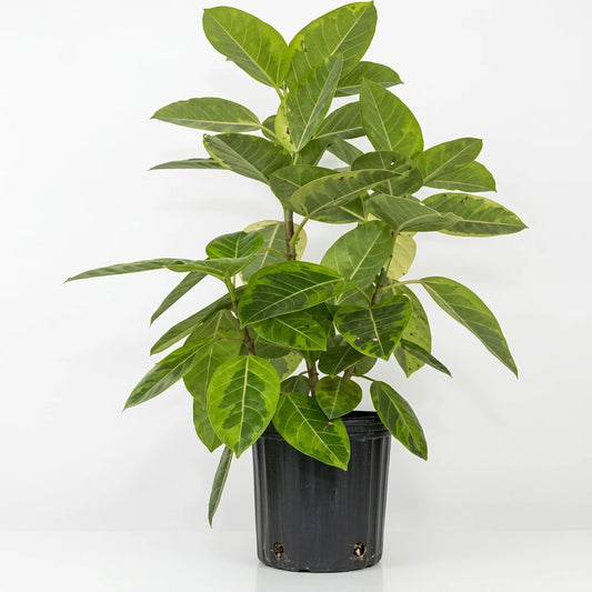 A potted ficus altissima ‘yellow gem’ houseplant with green variegation leaves in a 10” black pot on a sold white surface and white background.