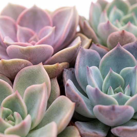 Close up of colorful succulents with thick small waxy leafs.