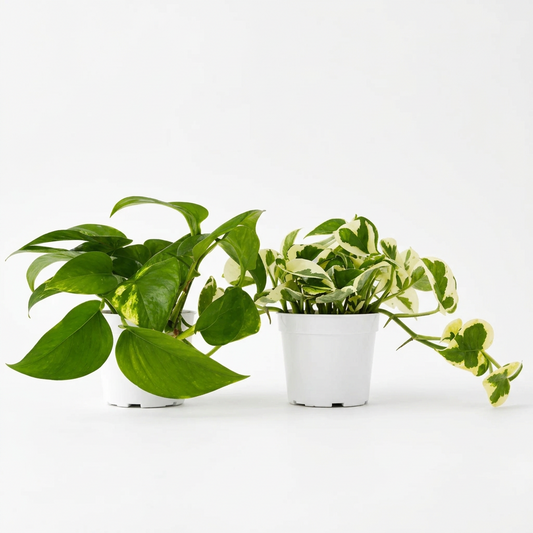 Two potted ‘Pothos’ houseplants in white 4 inch plastic pots, photographed against a plain white background.