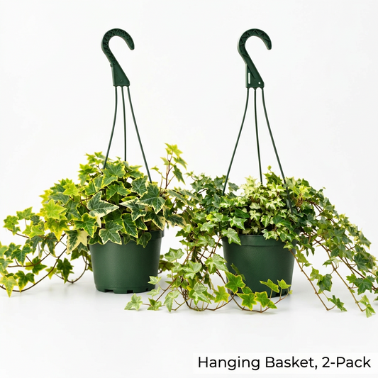 Two dark green hanging English ivy 6”planters with trailing ivy houseplants with green and variegated leaves, displayed on a wooden surface against a white background. Text overlay at the bottom reads 'Hanging Basket, 2-Pack'.