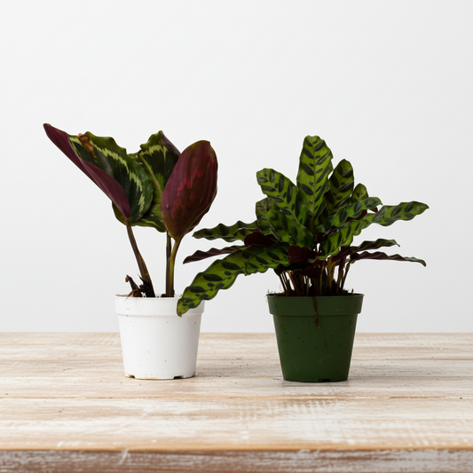 2 Calathea Plants Variety Pack in 4" Pots