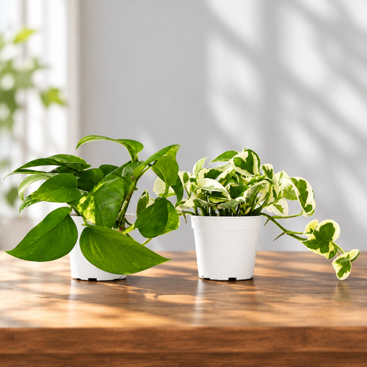 Two potted ‘Pothos’ houseplants in white plastic pots, photographed against a plain white background.