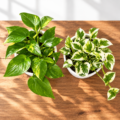 Close up over head view of Two potted ‘Pothos’ houseplants in white plastic pots, photographed against a plain white background.