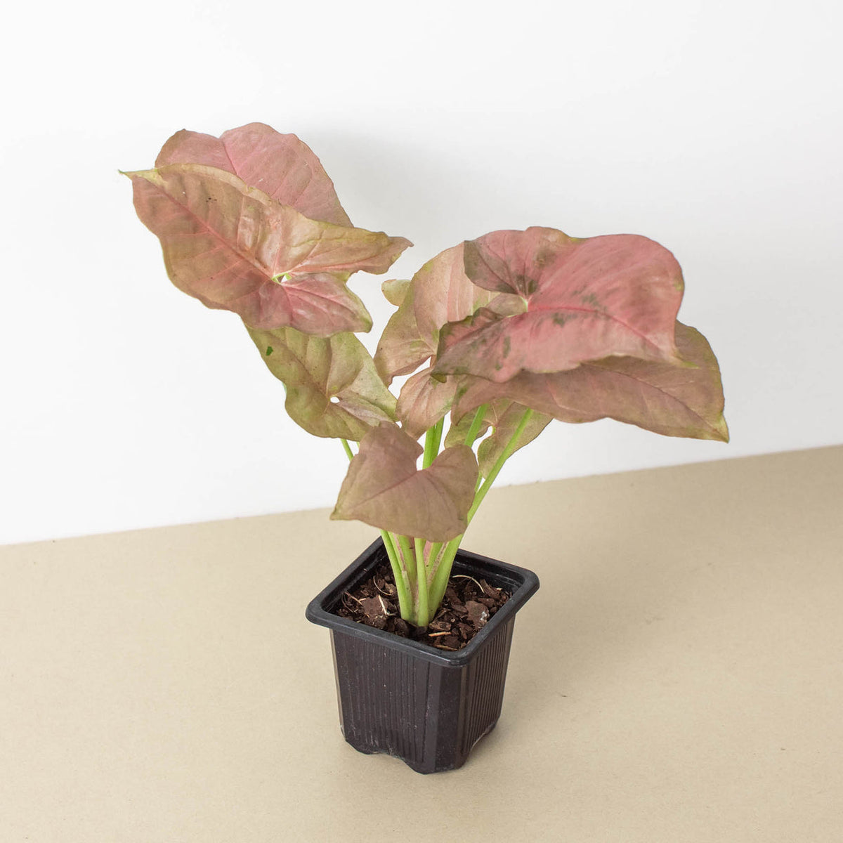 Syngonium strawberry plant with peach leafs in a brown pot sitting on a table with grey background 