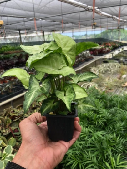 A hand holding a small potted syngonium white butterfly  plant with green and white variegated leaves inside a greenhouse