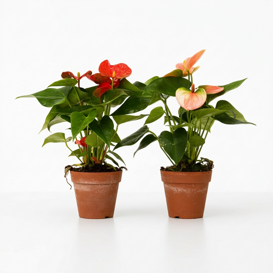 Two potted anthurium plants with green leaves with red and pink flowers in 4” brown pots sitting in a white surface on a white background.