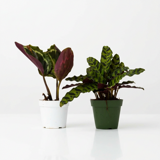 Two potted calathea plants in 4” white and green pots with green and striped leaves on lite surface on a white background 