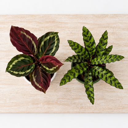 Over head view of Two potted calathea plants in white and green pots on lite surface on a white background 