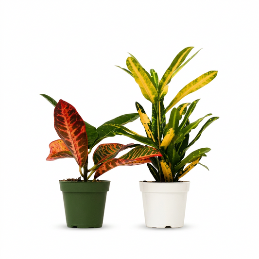 Two potted croton plants in green and white pots with variegated vibrant yellow, green, multicolored leaves.