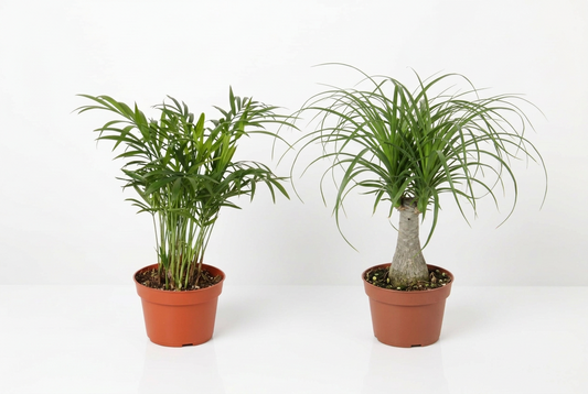 Two potted palm tree plants in 4” brown pots with green leaves on a white background.