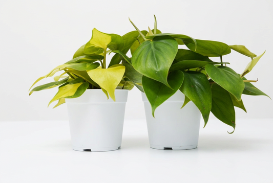 Two potted trailing potho plants with green and neon leaves trailing down in 4”white pots on a white background.