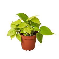 2 Philodendron Variety Pack - 4" Pots