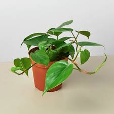 2 Philodendron Variety Pack - 4" Pots