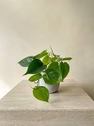 2 Philodendron Variety Pack - 4" Pots