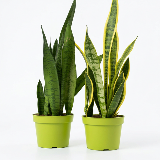 two potted Snake Plant ‘Zeylanica’ and a potted Snake plant ‘Laurentii’ with green and yellow stripe leaves in 6 inch green pots sitting on white surface with a white background.