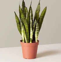 Potted snake with green leaves on a white surface with a plain grey background