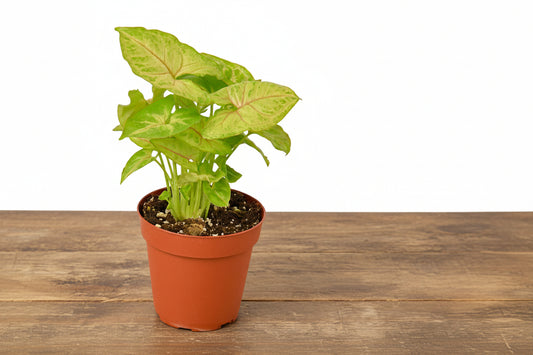 Syngonium Gold