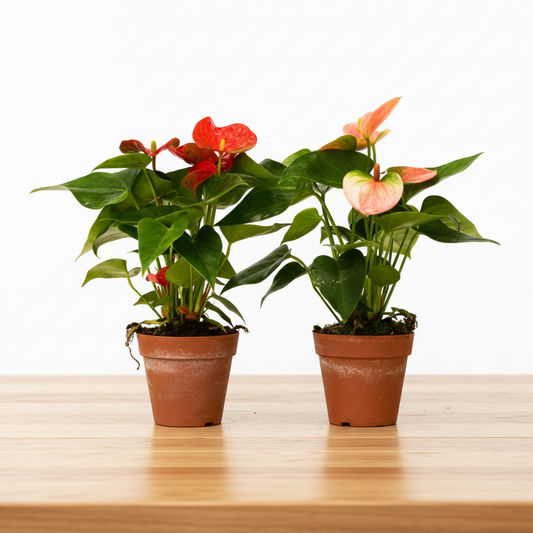 Two potted plants with red and pink flowers on a white background izzys tropicals and plant|izzyplants.com